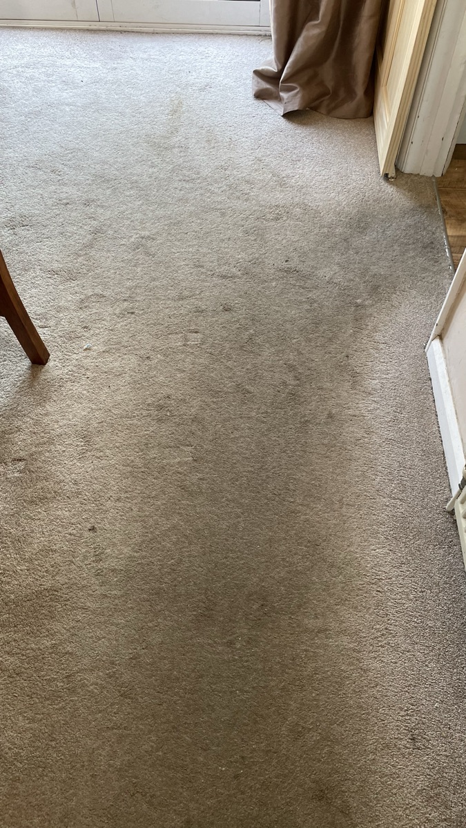 The same carpet before cleaning — soiled and worn