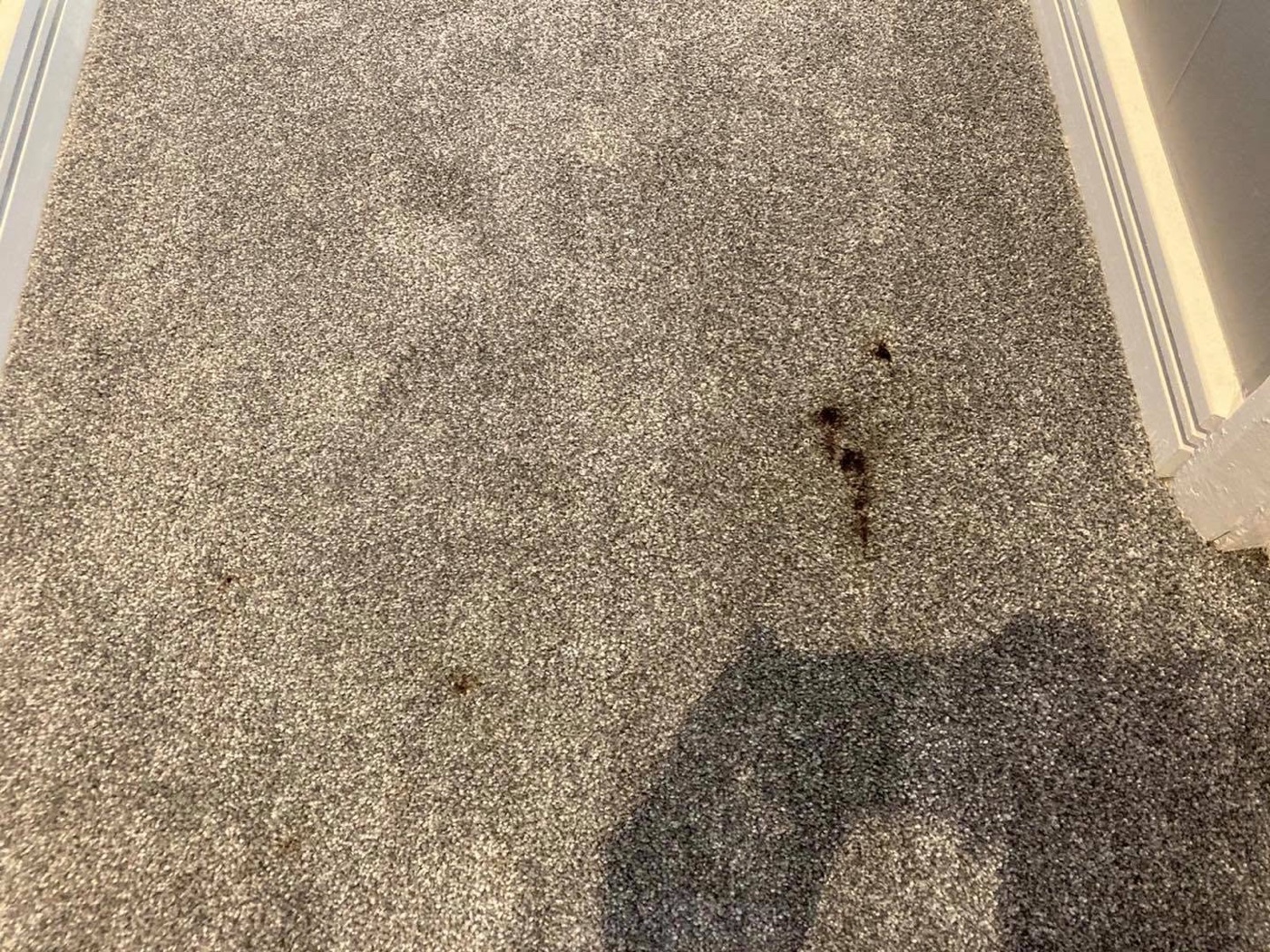 A make-up stain on a carpet before removal by Jay's Cleaning