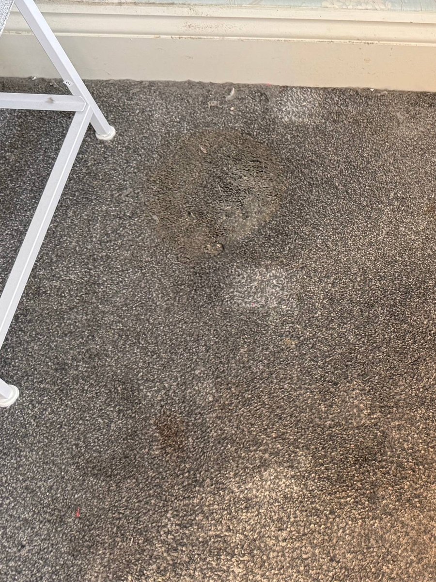 Before: a greasy sun cream stain on a grey bedroom carpet